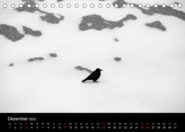 Produktbild: Kieler V&ouml;gel (Tischkalender 2022 DIN A5 quer)