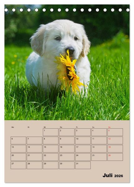 Produktbild: Jahresplaner Golden Retriever Welpen (Tischkalender 2026 DIN A5 hoch), CALVENDO Monatskalender