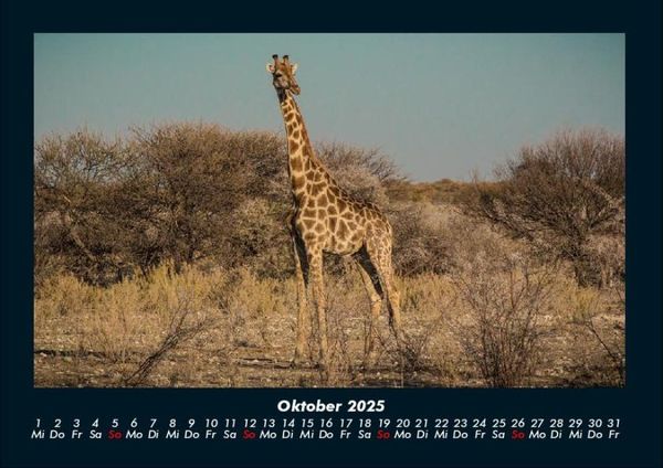 Produktbild: Giraffen 2025 Fotokalender DIN A4