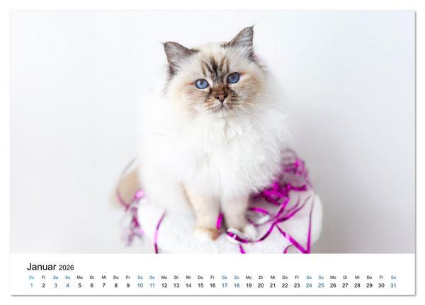 Produktbild: Heilige Birma Katzen - Eine Rasse mit traumhaft blauen Augen. (Tischkalender 2026 DIN A5 quer), CALVENDO Monatskalender