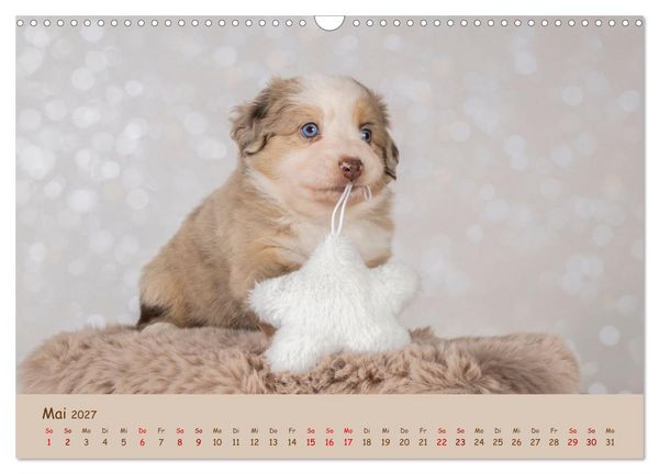 Produktbild: Achtung die Welpen kommen. (Wandkalender 2027 DIN A3 quer), CALVENDO Monatskalender