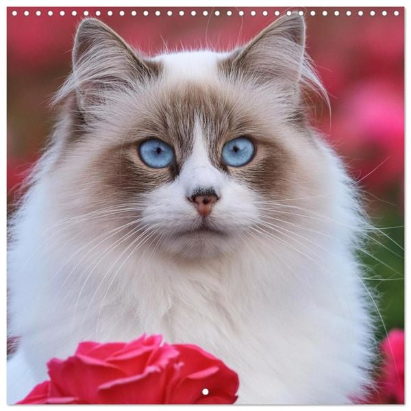 Produktbild: Beautiful Ragdolls - Cats in Nature (Wall Calendar 2026 12 &times; 12 Inch) CALVENDO 12 Month Wall Calendar
