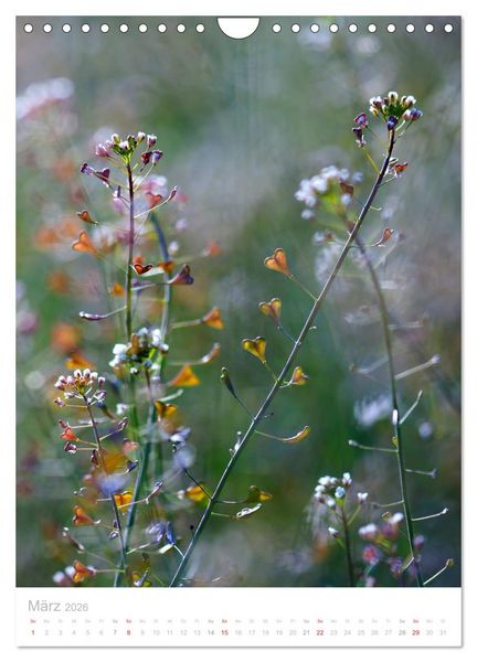 Produktbild: Wiesenblumen (Wandkalender 2026 DIN A4 hoch), CALVENDO Monatskalender