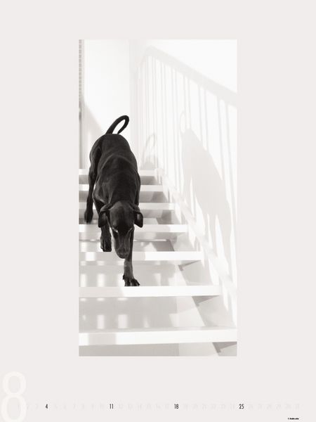 Produktbild: Dogs 2013 - Ruth Marcus