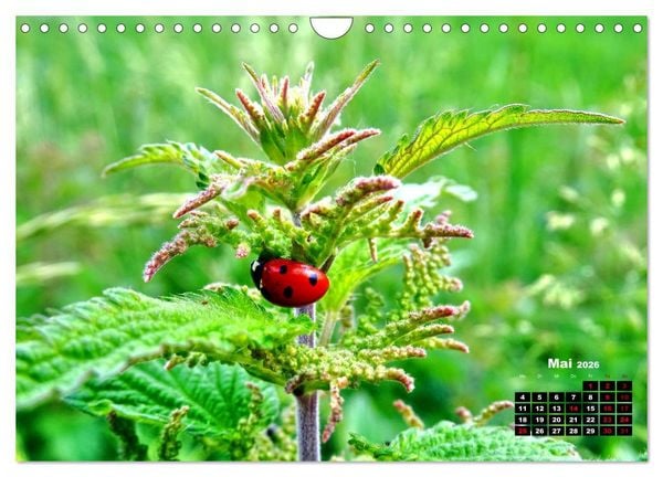Produktbild: Viel Gl&uuml;ck! (Wandkalender 2026 DIN A4 quer), CALVENDO Monatskalender