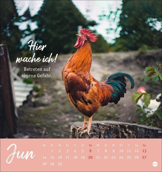 Produktbild: H&uuml;hner Postkartenkalender 2027 - Ach, du verr&uuml;cktes Huhn!