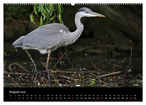 Produktbild: Aus dem Leben der Graureiher (hochwertiger Premium Wandkalender 2026 DIN A2 quer), Kunstdruck in Hochglanz