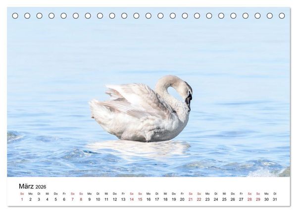 Produktbild: Wasserv&ouml;gel der Ostsee - Impressionen aus der L&uuml;becker Bucht (Tischkalender 2026 DIN A5 quer), CALVENDO Monatskalender
