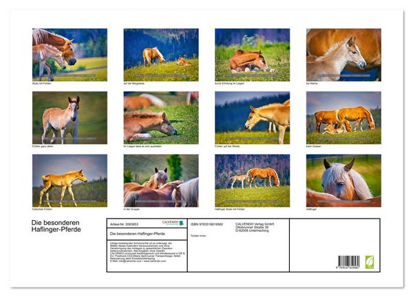 Produktbild: Die besonderen Haflinger-Pferde (Wandkalender 2026 DIN A2 quer), CALVENDO Monatskalender