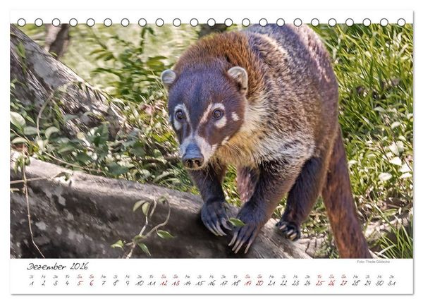 Produktbild: Natur pur, Costa Rica (Tischkalender 2026 DIN A5 quer), CALVENDO Monatskalender