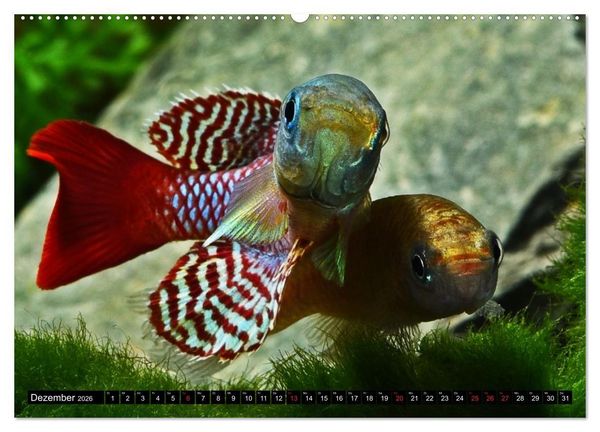 Produktbild: Killifische &ndash; Bunte Fische Afrikas (hochwertiger Premium Wandkalender 2026 DIN A2 quer), Kunstdruck in Hochglanz