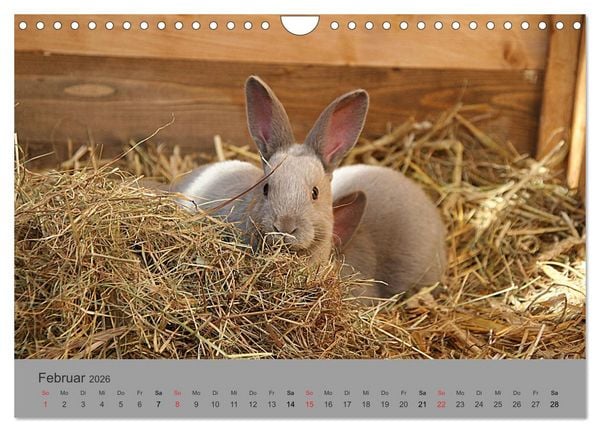 Produktbild: Rex - Kaninchen (Wandkalender 2026 DIN A4 quer), CALVENDO Monatskalender