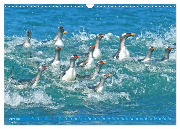 Produktbild: Pinguine: Gehupft wie gesprungen (Wandkalender 2026 DIN A3 quer), CALVENDO Monatskalender