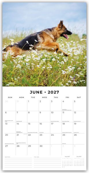 Produktbild: German Shepherds &ndash; Deutscher Sch&auml;ferhund 2027 &ndash; 16-Monatskalender