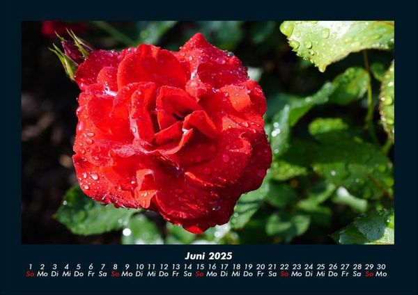 Produktbild: Rosentraum 2025 Fotokalender DIN A4
