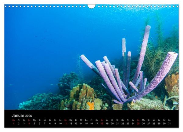Produktbild: Abgetaucht - an den K&uuml;sten vor Cura&ccedil;ao (Wandkalender 2026 DIN A3 quer), CALVENDO Monatskalender