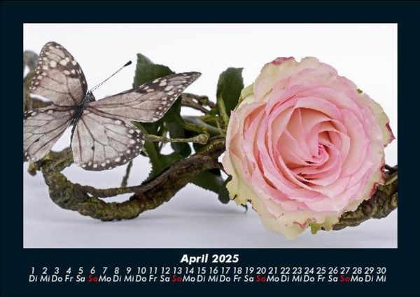 Produktbild: Strahlend sch&ouml;ne Rosen 2025 Fotokalender DIN A5
