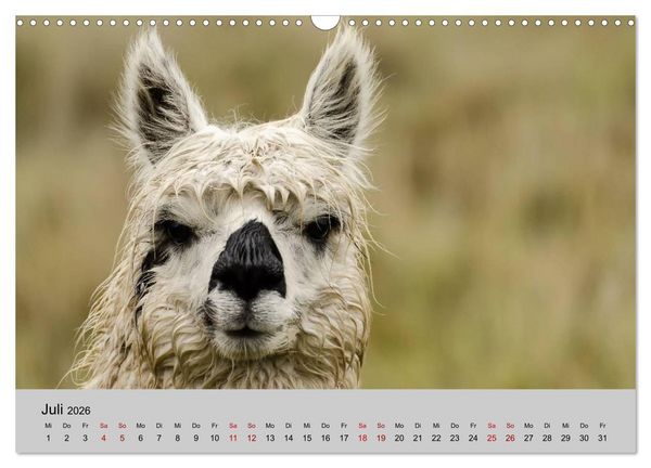 Produktbild: Unter Lamas und Alpakas (Wandkalender 2026 DIN A3 quer), CALVENDO Monatskalender