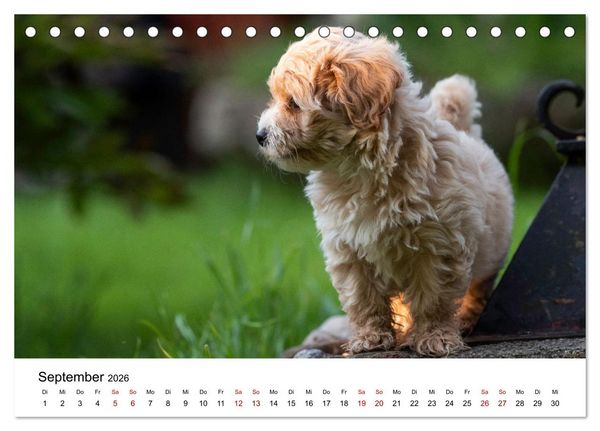Produktbild: Maltipoo Welpen (Tischkalender 2026 DIN A5 quer), CALVENDO Monatskalender