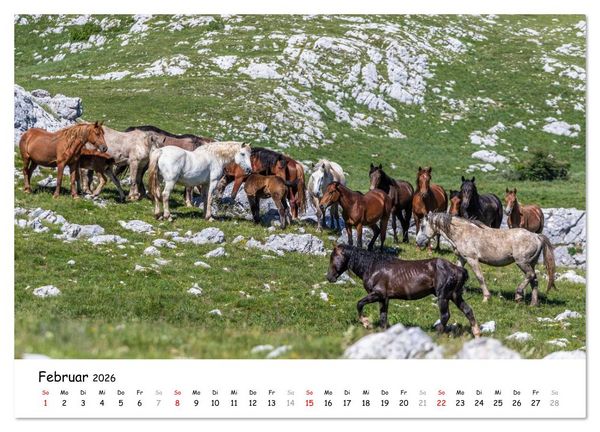 Produktbild: Wildpferde am Kruzi Plateau (Wandkalender 2026 DIN A3 quer), CALVENDO Monatskalender