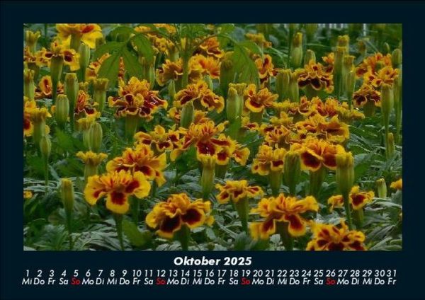 Produktbild: Blumentr&auml;ume 2025 Fotokalender DIN A5