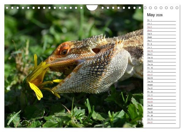 Produktbild: Close to Australian Bearded Dragons (Wall Calendar 2026 DIN A4 landscape), CALVENDO 12 Month Wall Calendar