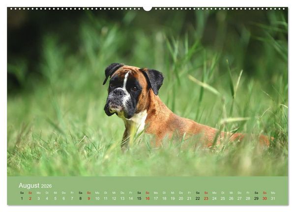 Produktbild: Boxer - charmante Herzensbrecher (Wandkalender 2026 DIN A2 quer), CALVENDO Monatskalender