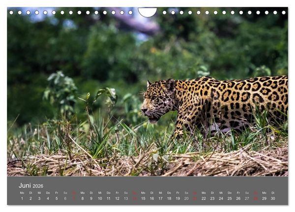 Produktbild: Brasilien 2026 abseits von Rio (Wandkalender 2026 DIN A4 quer), CALVENDO Monatskalender