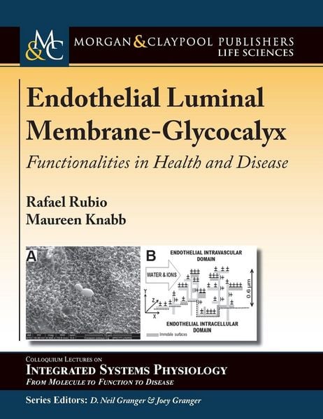 Produktbild: Endothelial Luminal Membrane-Glycocalyx