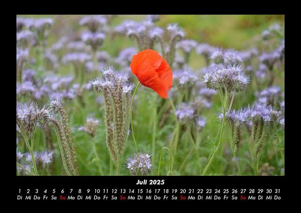 Produktbild: Blumentr&auml;ume 2025 Fotokalender DIN A3
