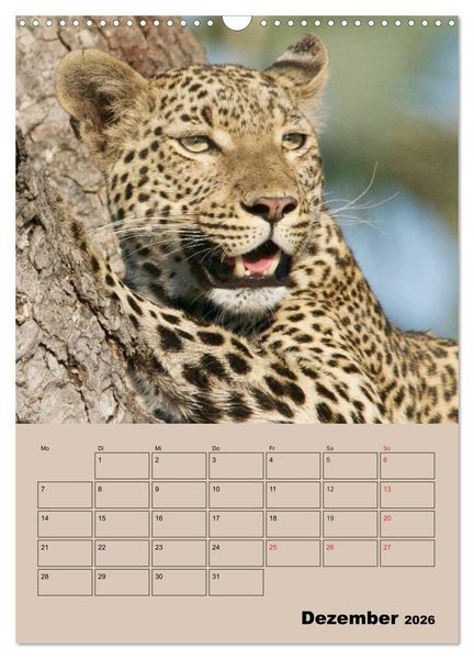 Produktbild: Gro&szlig;katzen. Raubkatzengesichter (Wandkalender 2026 DIN A3 hoch), CALVENDO Monatskalender