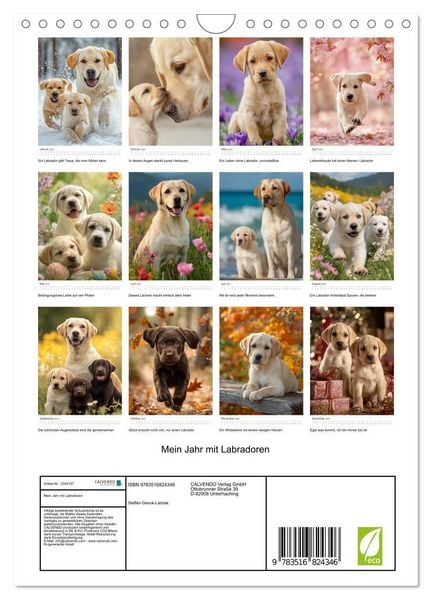 Produktbild: Mein Jahr mit Labradoren (Wandkalender 2027 DIN A4 hoch), CALVENDO Monatskalender