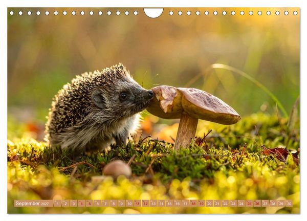 Produktbild: Pilzbesucher (Wandkalender 2027 DIN A4 quer), CALVENDO Monatskalender
