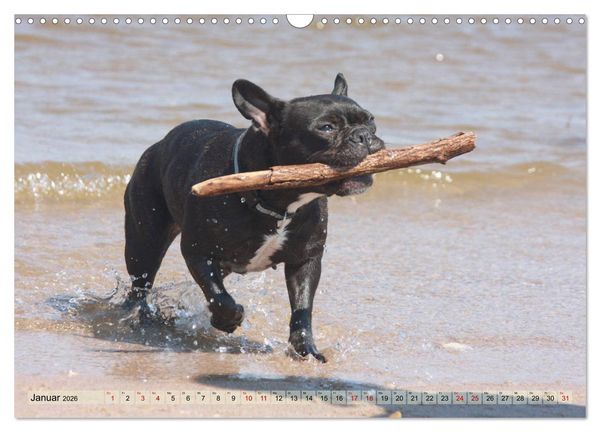 Produktbild: Bulldoggen - Englische und Franz&ouml;sische Bulldoggen (Wandkalender 2026 DIN A3 quer), CALVENDO Monatskalender