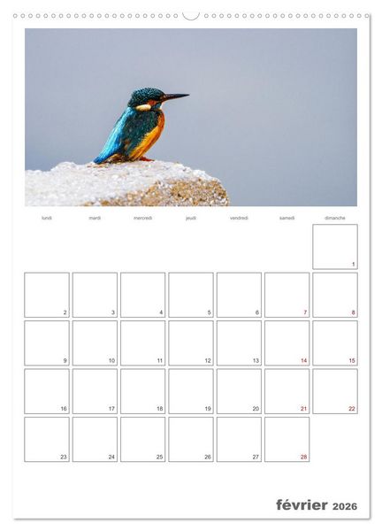 Produktbild: Notre nature sauvage, oiseaux aquatiques d'Europe (Calendrier mural 2026 DIN A2 horizontal) calendrier de bureau