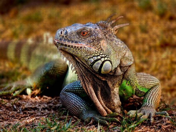 Produktbild: CALVENDO Puzzle Wundersch&ouml;ner Leguan | 1000 Teile Lege-Gr&ouml;&szlig;e 64x48cm Foto-Puzzle f&uuml;r gl&uuml;ckliche Stunden
