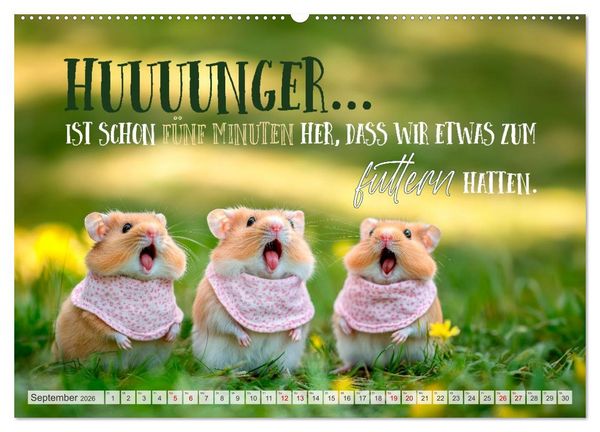 Produktbild: Hamsterhumor - Kleine Zuckerschnute, aber oho (hochwertiger Premium Wandkalender 2026 DIN A2 quer), Kunstdruck in Hochglanz
