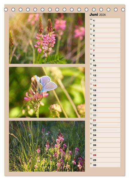 Produktbild: Farbenzauber, bunte Wiesen und bunte Falter (Tischkalender 2026 DIN A5 hoch), CALVENDO Monatskalender