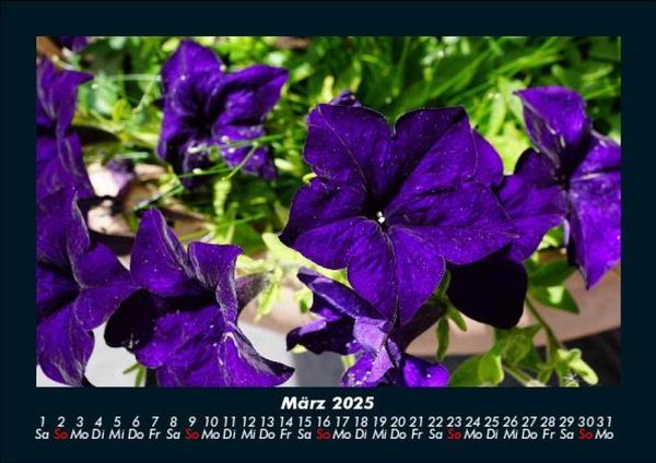 Produktbild: Blumenzauber 2025 Fotokalender DIN A5