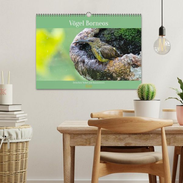 Produktbild: Zwischen Nebel und Baumriesen - V&ouml;gel Borneos (Wandkalender 2026 DIN A3 quer), CALVENDO Monatskalender
