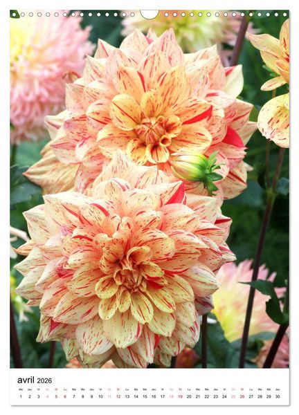 Produktbild: Des beaux dahlias (Calendrier mural 2026 DIN A3 horizontal), CALVENDO calendrier mensuel