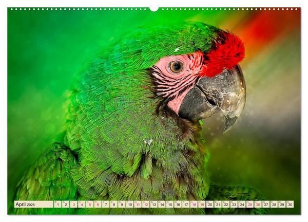 Produktbild: Mein bunter Papagei (hochwertiger Premium Wandkalender 2026 DIN A2 quer), Kunstdruck in Hochglanz