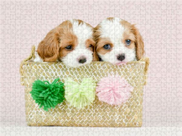 Produktbild: CALVENDO Puzzle Beste Freunde Zwei Cavalier King Charles Spaniel Welpen | 1000 Teile Lege-Gr&ouml;&szlig;e 64x48cm Foto-Puzzle f&uuml;r gl&uuml;ckliche Stunden