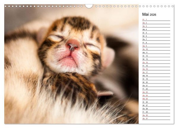 Produktbild: Bengal K&auml;tzchen - Der Geburtstagskalender (Wandkalender 2026 DIN A3 quer), CALVENDO Monatskalender