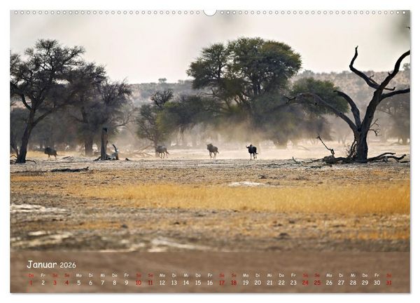 Produktbild: Kgalagadi - Fauna und Wildtiere in der Kalahari (hochwertiger Premium Wandkalender 2026 DIN A2 quer), Kunstdruck in Hochglanz