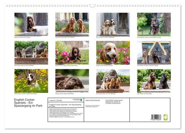 Produktbild: English Cocker Spaniels - Ein Spaziergang im Park (Wandkalender 2026 DIN A2 quer), CALVENDO Monatskalender