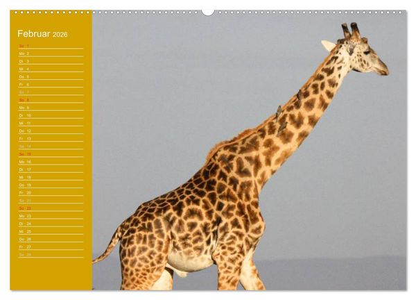Produktbild: Giraffen / Geburtstagskalender (Wandkalender 2026 DIN A2 quer), CALVENDO Monatskalender
