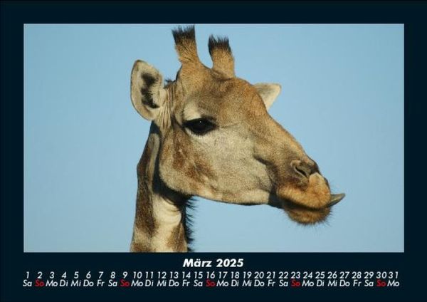 Produktbild: Giraffen 2025 Fotokalender DIN A5