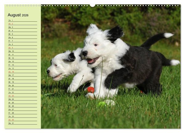 Produktbild: Traumhund Bobtail (hochwertiger Premium Wandkalender 2026 DIN A2 quer), Kunstdruck in Hochglanz