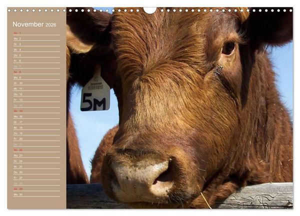 Produktbild: K&uuml;he / Geburtstagskalender (Wandkalender 2026 DIN A3 quer), CALVENDO Monatskalender
